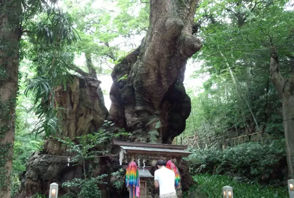 來宮神社の写真・動画_image_42254