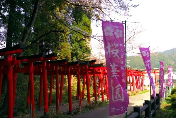 かんざき桜の山桜華園の写真・動画_image_70691