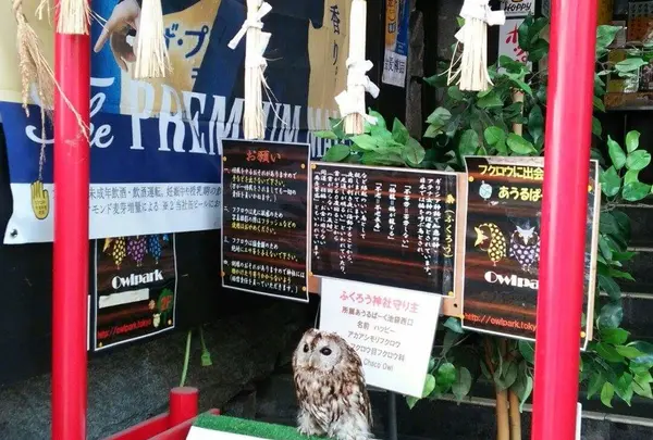 フクロウ神社？