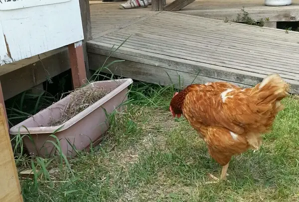 いろいろな動物がいます。