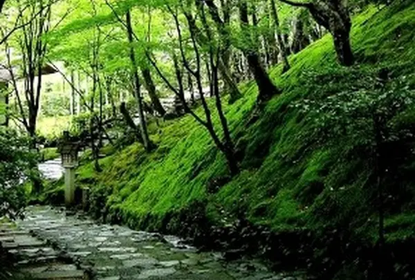 200本の楓のトンネル