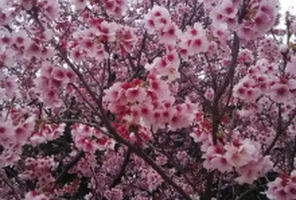 桜の名所です