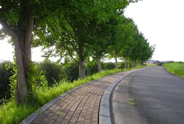 快適なサイクリングロード