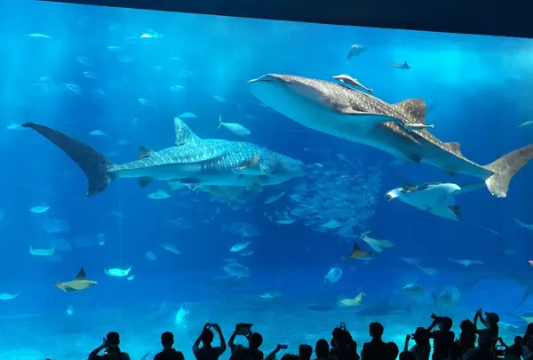 沖縄美ら海水族館
