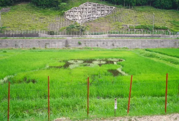 平田地区の田んぼアート（いっちゃんおっちゃんの蓮池）