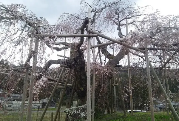畑のしだれ桜～都しだれ～