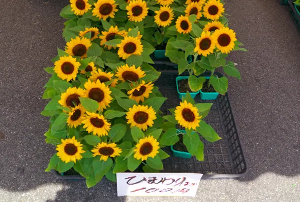 南光スポーツ公園（若あゆランド）の写真・動画_image_34552