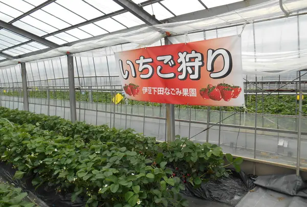 伊豆下田なごみ果園の写真・動画_image_231758