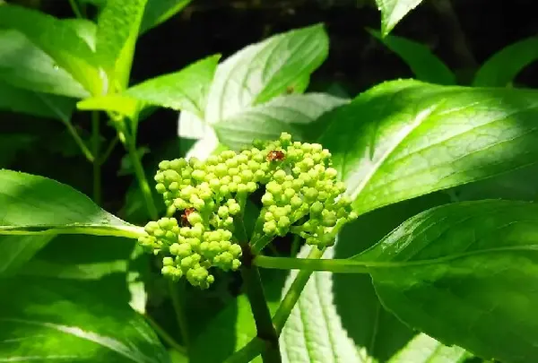 アジサイの見ごろはもうちょっと先かな？