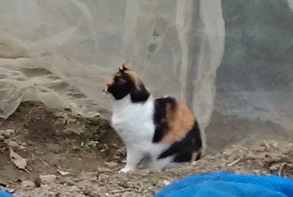おなじみ看板ネコさん