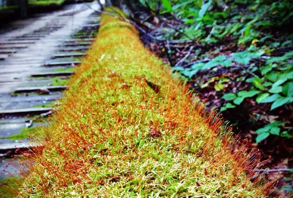 蔦七沼の写真・動画_image_47505