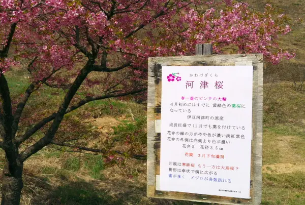 かんざき桜の山桜華園の写真・動画_image_70687