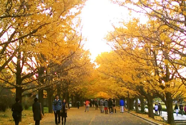 国営昭和記念公園