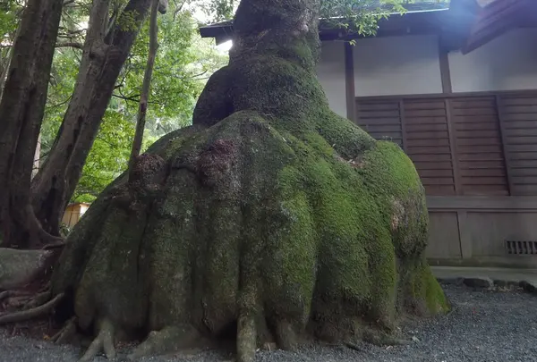 ビックリなご神木「巾着楠」