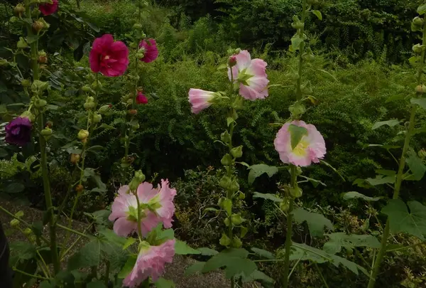 川を彩る夏の花たち～タチアオイ～