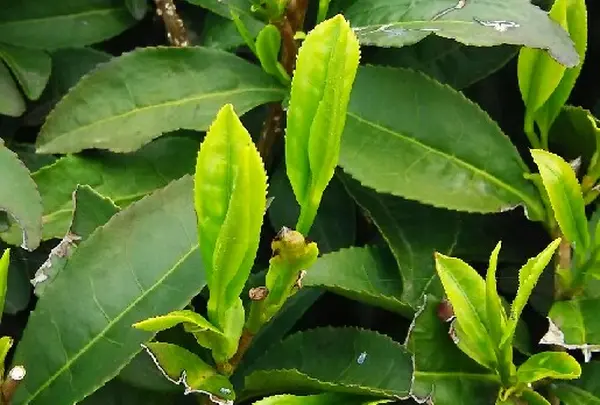 宇治茶の郷　和束の茶畑の写真・動画_image_73817