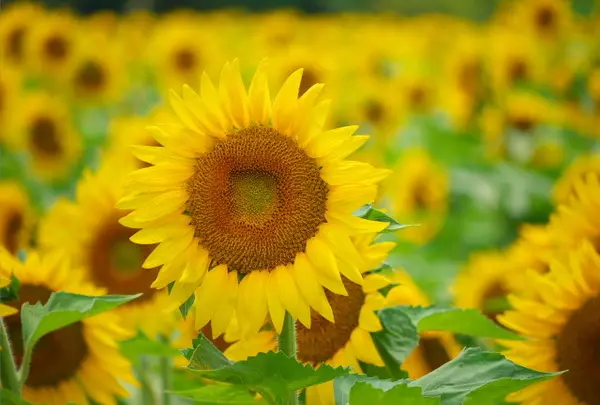 夏の兵庫県一押しスポット