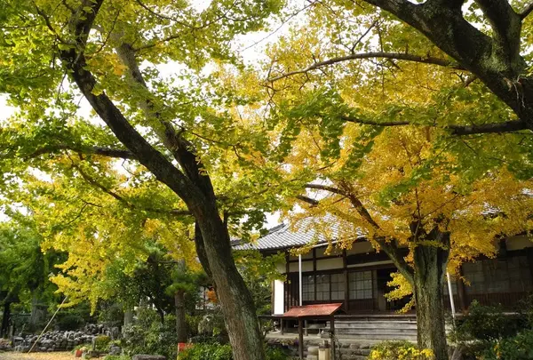 銀杏寺として有名な「一乗寺」