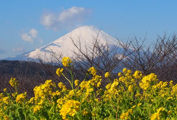 吾妻山公園（菜の花）