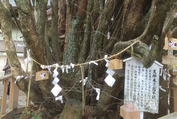 天神木の「高千穂」
