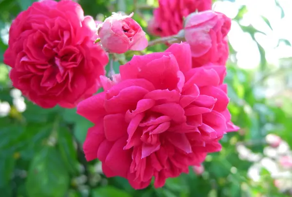 薔薇の名所の写真・動画_image_32660