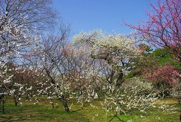 梅林