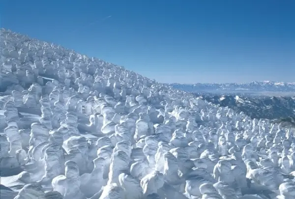 蔵王の樹氷