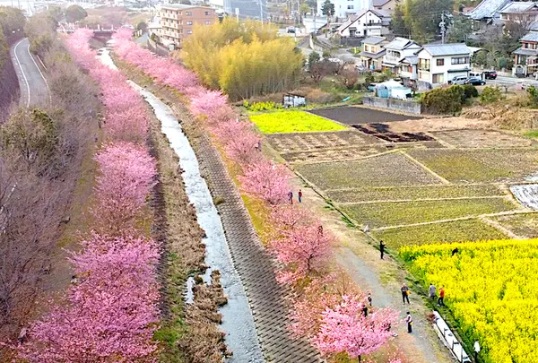 東大山河津桜