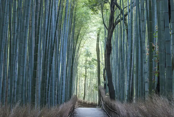 天龍寺裏の竹林路