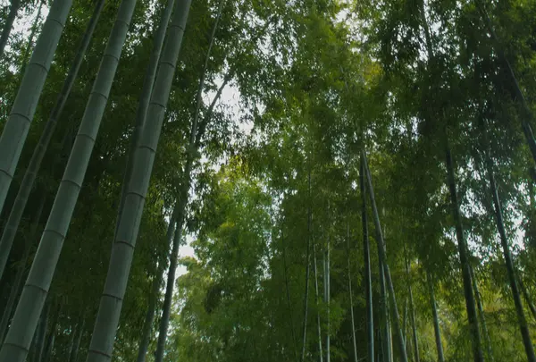 竹林