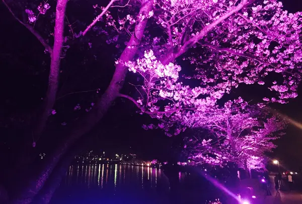夜桜ライトアップ