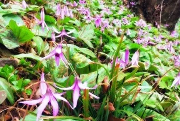 佐野市 万葉自然公園 かたくりの里の写真・動画_image_226138