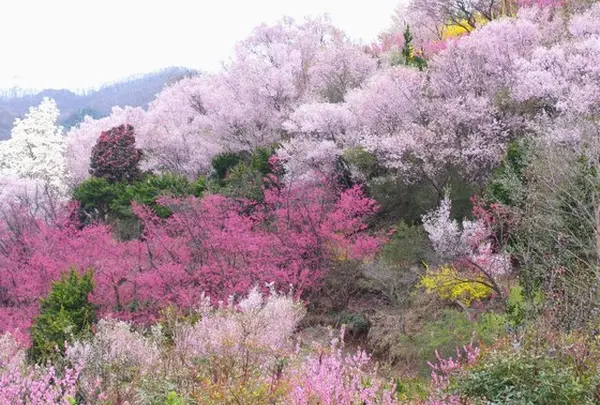 [観光]花見山