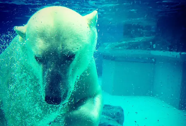 旭山動物園の写真・動画_image_986426