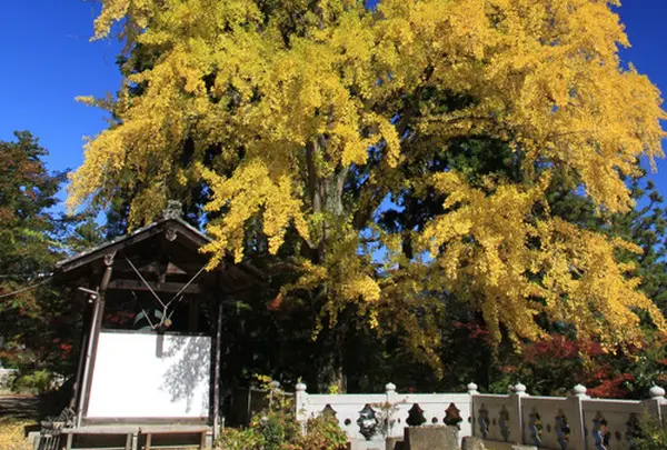 これがその大銀杏↑