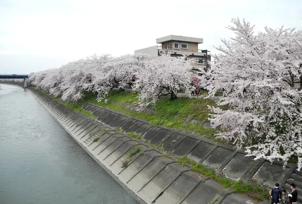 長く延びる墨俣桜堤防