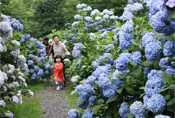 南沢あじさい山
