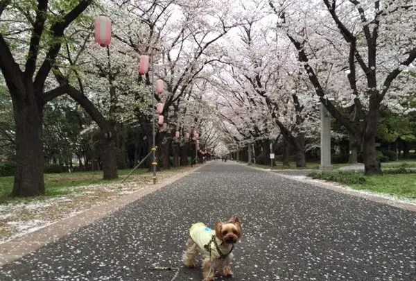 あのHEROになれる、辰巳の森公園