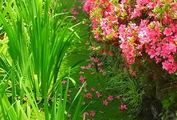 散りツツジがきれい
