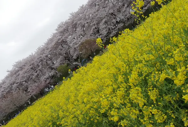 四季折々の花を楽しめる