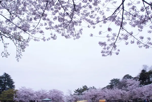 桜祭り