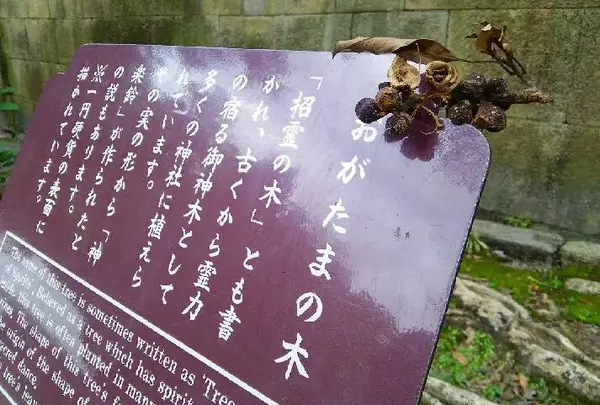 おがたまの木