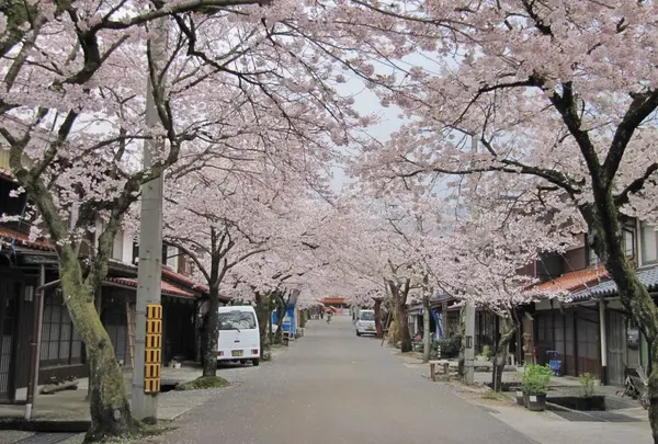 がいせん桜通りの写真・動画_image_27087