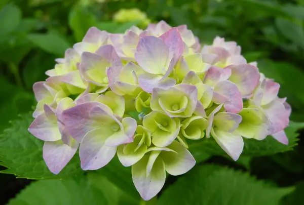 咲き始めが綺麗