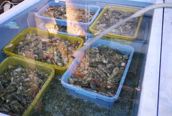 沢山の牡蠣が販売してます