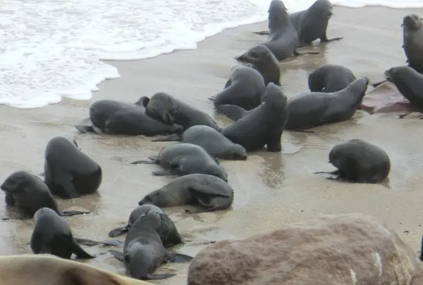 ケープ・クロス