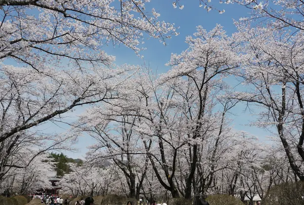 蓼科山 聖光寺