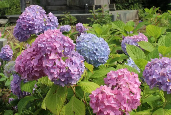 紫陽花が咲き乱れる
