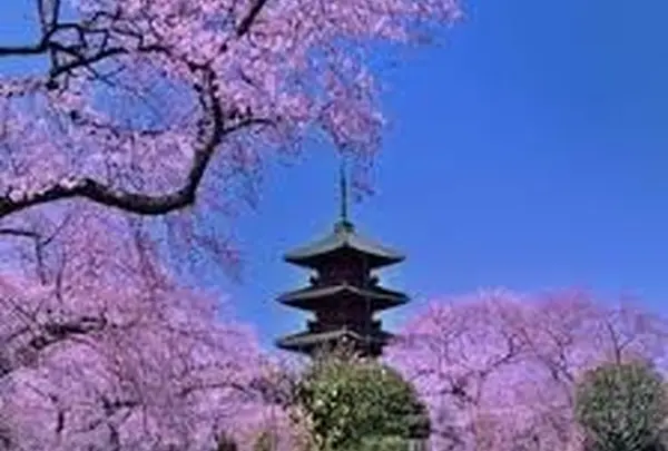 成田山新勝寺の写真・動画_image_54818