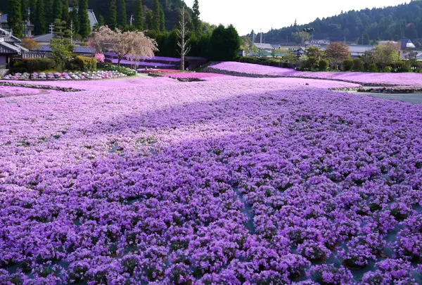 広めの芝桜